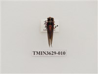 藏品(紅腳黑翅蟬)的圖片